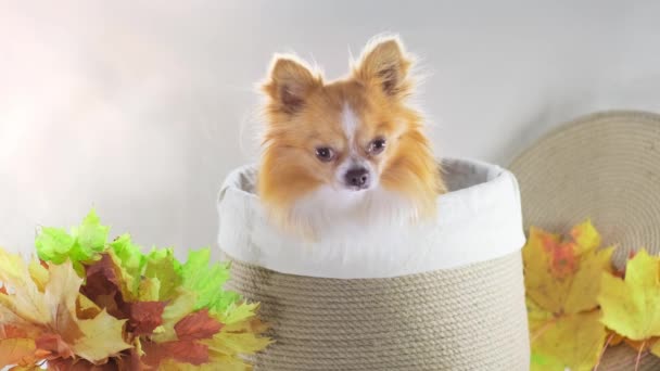 Pequeño cachorro Chihuahua rojo se sienta en una cesta decorativa para el regalo de Halloween de otoño — Vídeo de stock