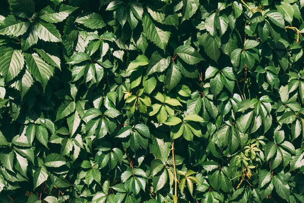 Levelek Fala Mint Háttér Egy Napsütéses Napon — Stock Fotó