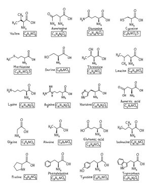 Hand drawn set chemical molecular formula of amino acids in doodle style isolated. clipart