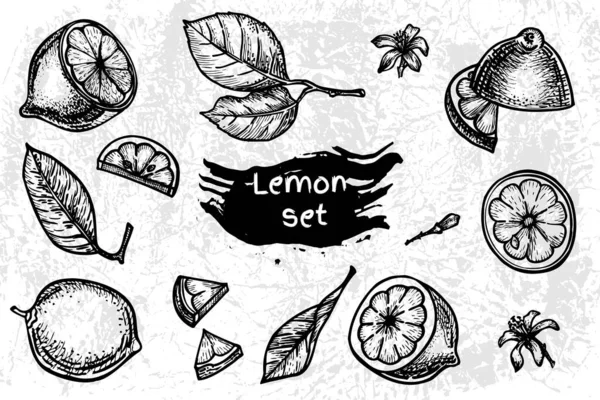 一组手绘柠檬 黑白相间的素描柑橘类水果涂鸦食物模板 矢量说明 — 图库矢量图片