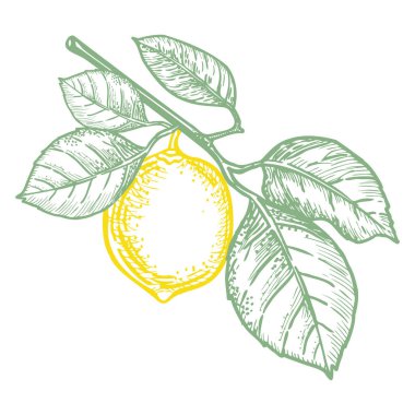 Yapraklı ve limon meyveli bir dal taslağı. Beyaz arka planda karalama meyvesi. Sağlıklı gıda ürünü. Etiket ve ambalaj tasarımı için sebze ögesi.