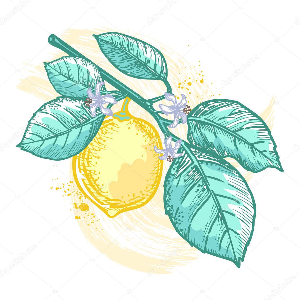 A sketch of a blossoming branch with leaves and lemon. Fruit pattern on a white background. Healthy food product. Fruit element for the design of labels, packaging, textiles, souvenirs.
