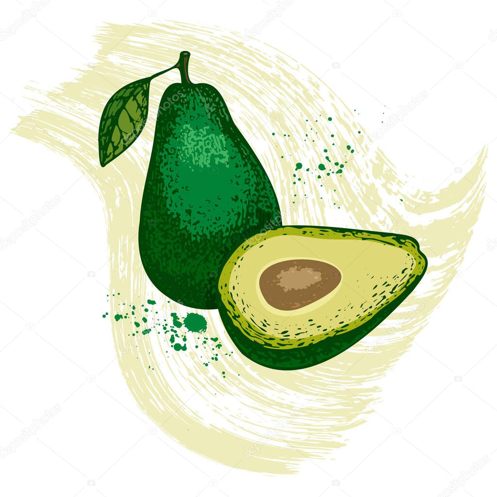 Vector sketch illustration of avocado fruit. Eco-friendly food doodle. Engraved botanical berry. Fruit element for the design of labels, packaging, textiles, souvenirs.