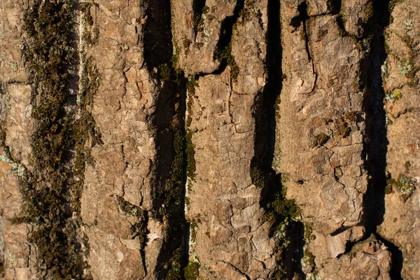 Nahtlose Baumstruktur — Stockfoto