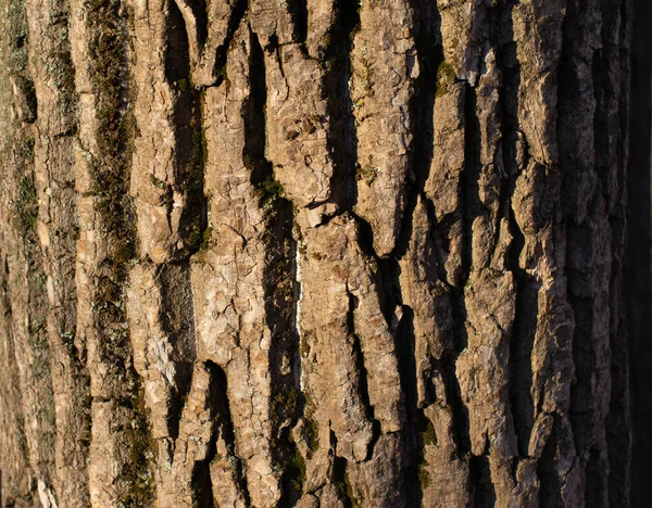 Bark Pattern Seamless Texture Tree — Stock Photo, Image