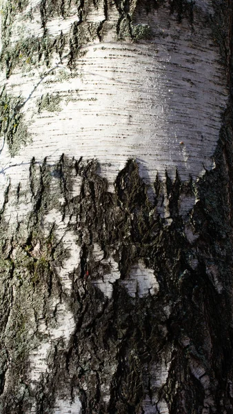 Wzór Kory Jest Płynna Tekstura Drzewa Srebrna Brzoza — Zdjęcie stockowe