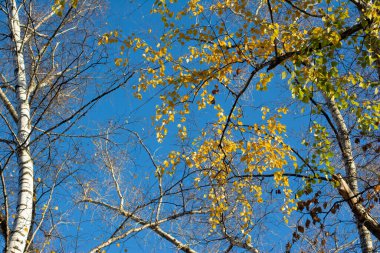 Ağaçlardaki son yapraklar, sonbaharın sonları.