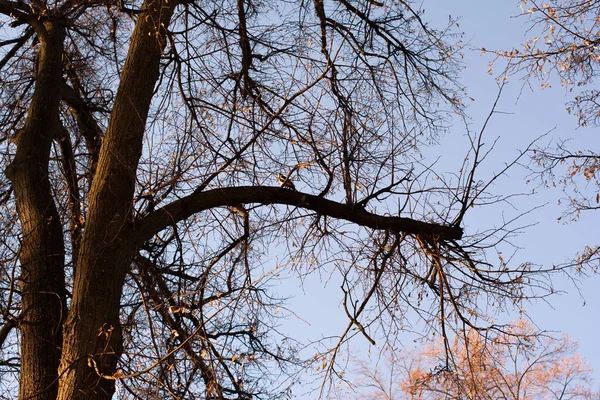 Последние Листья Деревьях Поздней Осенью — стоковое фото