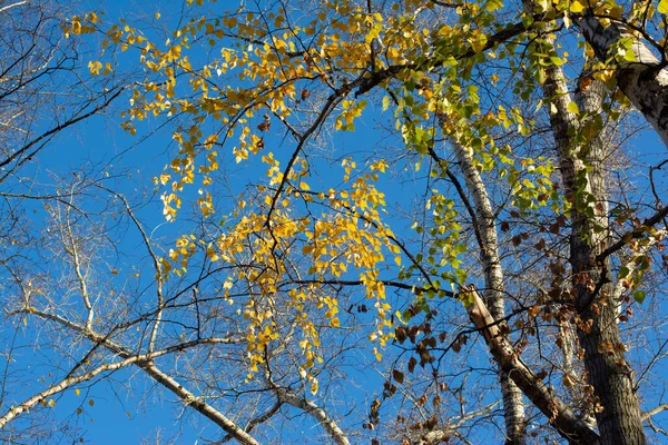 Amarelo Verde Folhas Vermelhas Nas Árvores Final Outono — Fotografia de Stock