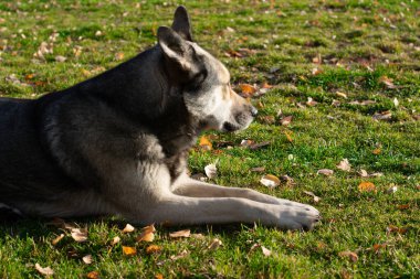 Alman çoban köpeği sonbaharda çimlerin üzerinde yatar.