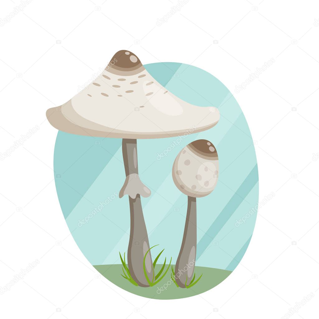 Forest mushroom umbrella, a large cap with a thin leg in the grass.