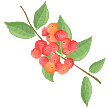 Beyaz bir arka planda, yeşil yapraklı olgun kırmızı rowan üzümü filizi..