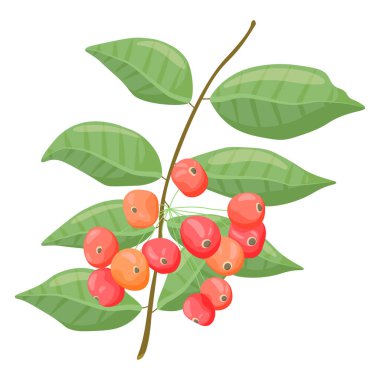 Beyaz arka planda yeşil yapraklı olgun parlak dağ küllerinden bir filiz..