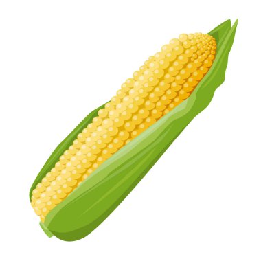 Yeşil yapraklı sarı mısırın bir kulağı. Tasarım, gıda ve tarım teması. Vektör illüstrasyonu