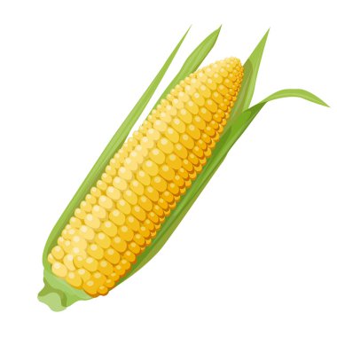 Yeşil yapraklı sarı mısırın bir kulağını çiziyorum. Gerçekçi tasarım unsuru, yiyecek ve tarım teması. Vektör illüstrasyonu