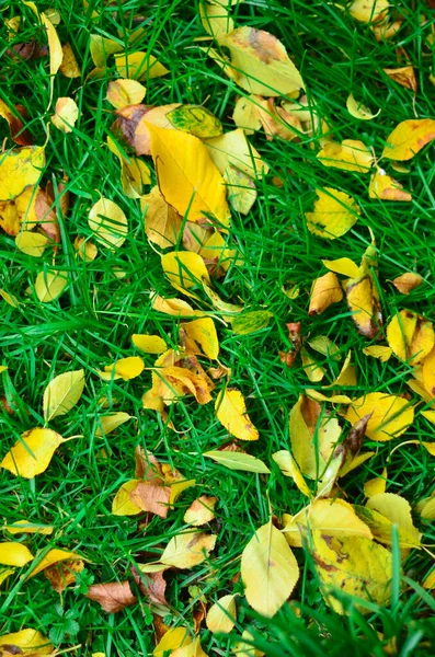 Żółty Autumn Odchodzi Kłamstwo Zielonej Trawie — Zdjęcie stockowe