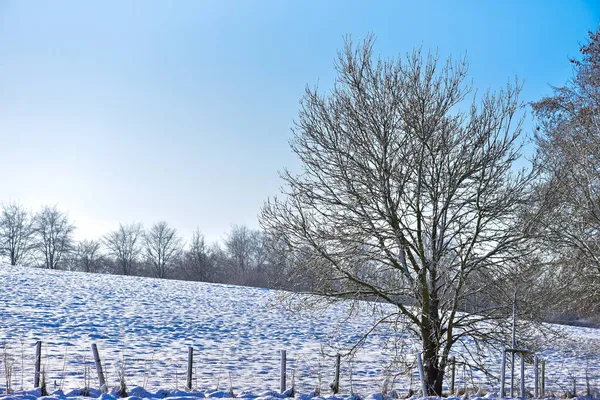 Bir kış günü ağaçlarla kaplı karlı bir manzara..