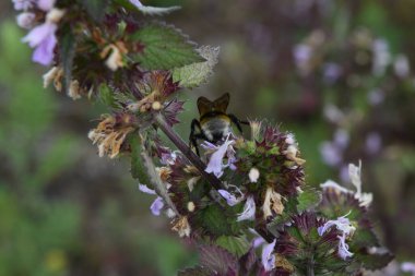 Çiçekli bir makroda yaban arısı
