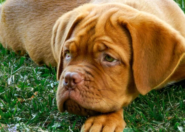 Filhote Cachorro Raça Dogue Bordeaux Fazendo Charme Com Olhos — Fotografia de Stock