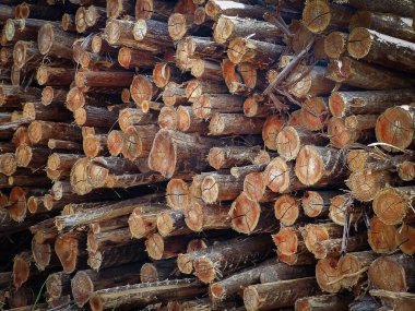Büyük odun yığını