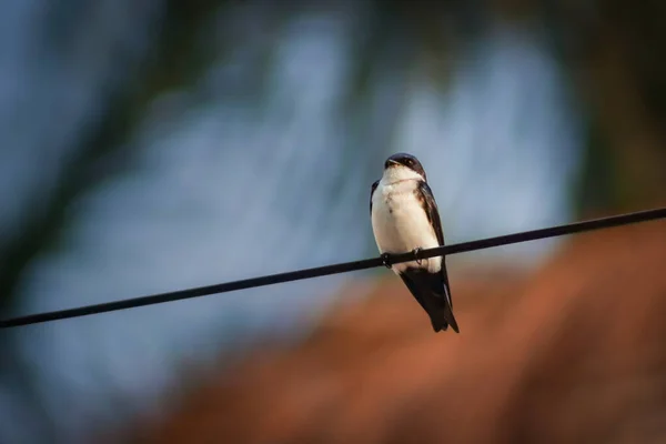 Blue White Swallow Perched Wire Its Nest — стоковое фото