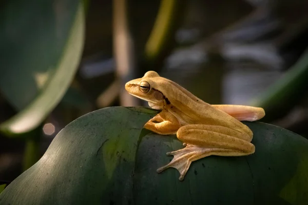 Yellow Tree Frog Looking Insects — Foto de Stock
