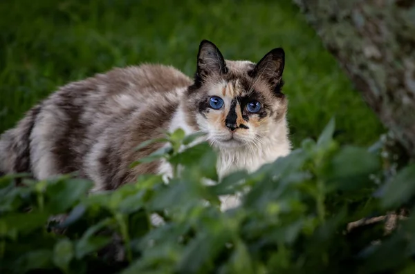 여름날 풀밭에 아름다운 고양이 — 스톡 사진