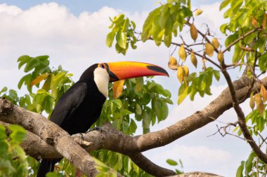 Tucanucu, bir ağacın dalına tünemiş en büyük tukan.