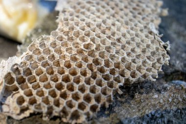 Eşek arıları yuvalarını çiğnenmiş ahşap hamuru ve tükürükten yapar, onlara kağıt gibi ince duvarlı özellikler verir.