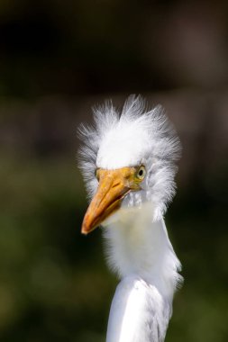 Saçları birbirine karışmış gibi görünen, dağınık tüylü büyük beyaz balıkçıl.