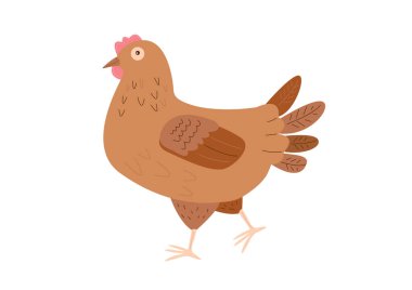 Beyaz arka planda izole edilmiş sevimli evcil tavuk