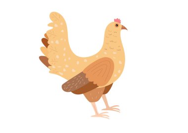  Beyaz arkaplanda izole edilmiş vektör evcil tavuk