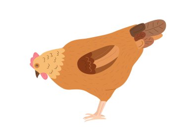  Beyaz arka planda izole edilmiş vektör kahverengi evcil tavuk