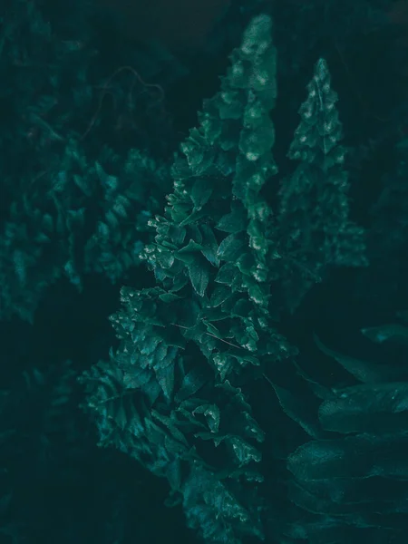 underwater view of green moss on a dark background