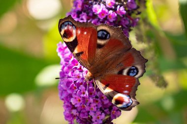 Avrupa tavus kuşu kelebeği Aglais Io, Buddleja Daviddii 'nin mor çiçeğinin üzerinde oturuyor.