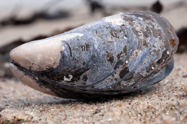 砂浜の貝の貝殻。クローズアップマクロ — ストック写真