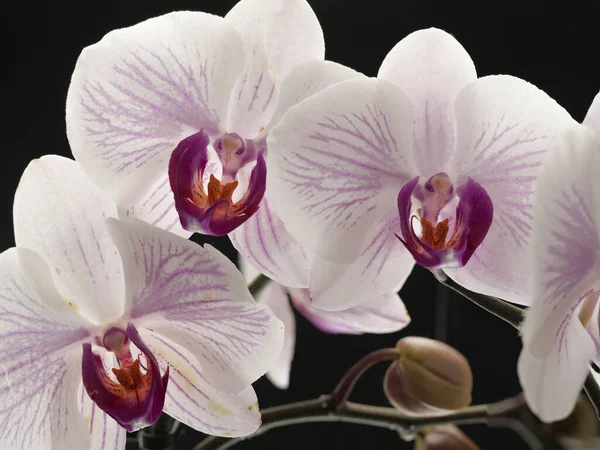 Belas flores de orquídeas brancas e roxas fundo preto branco. — Fotografia de Stock