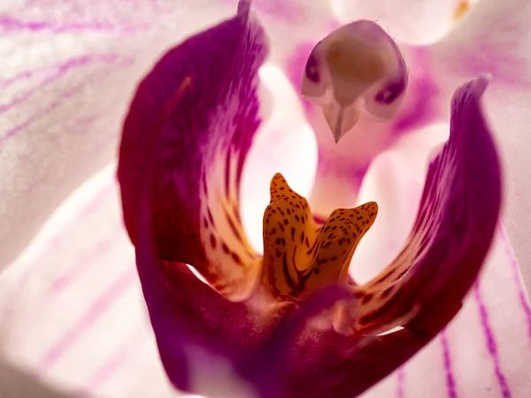 Flor branca, violeta da orquídea, macro — Fotografia de Stock