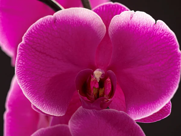Uma captura de flores roxas de orquídeas. — Fotografia de Stock