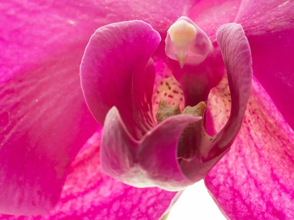 Flor violeta da orquídea, macro, imagem da cor — Fotografia de Stock