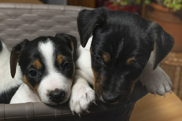 Cute Jack Russell puppy sits in a basket — стоковое фото