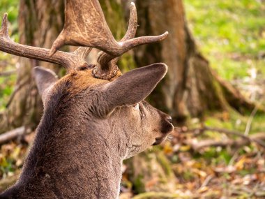 Ormandaki boş bir geyiğe doğru bakan portre.
