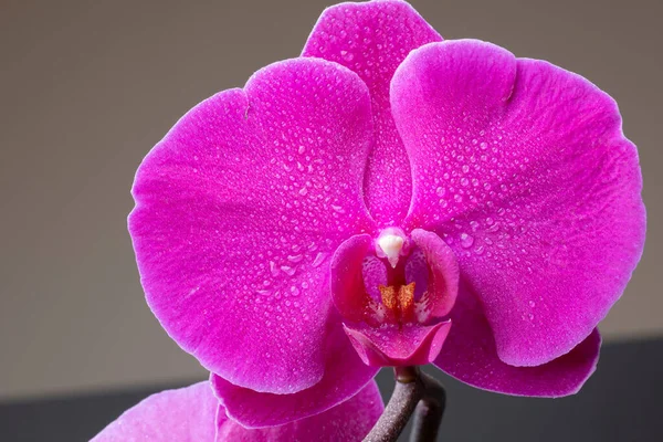 Uma captura de flores roxas de orquídeas. — Fotografia de Stock