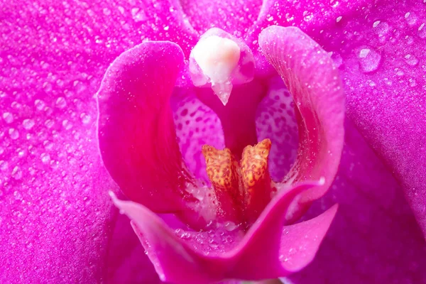 Macro imagem de uma flor de orquídea roxa molhada com gotas de água, fundo floral — Fotografia de Stock