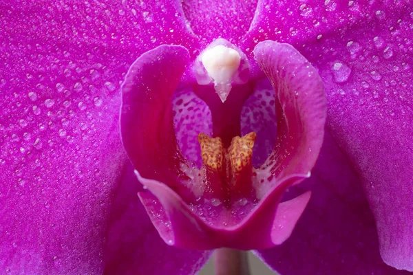 Macro imagem de uma flor de orquídea roxa molhada com gotas de água, fundo floral — Fotografia de Stock