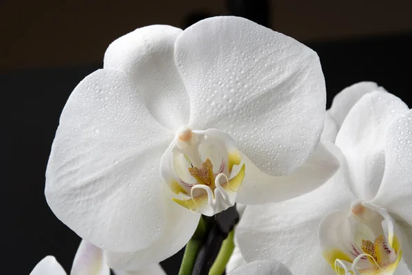 Orquídea branca isolada sobre fundo preto. Bela flor — Fotografia de Stock