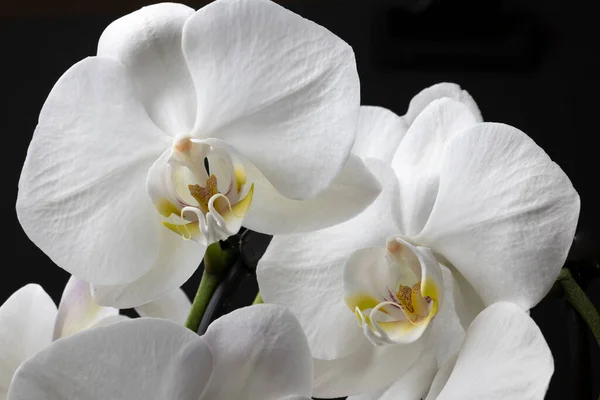 Orquídea branca isolada sobre fundo preto. Bela flor — Fotografia de Stock