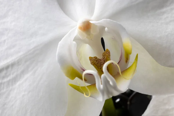 Macro tiro de uma flor de orquídea branca — Fotografia de Stock