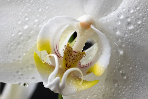 Macro tiro de uma flor de orquídea branca com gotas de água — Fotografia de Stock
