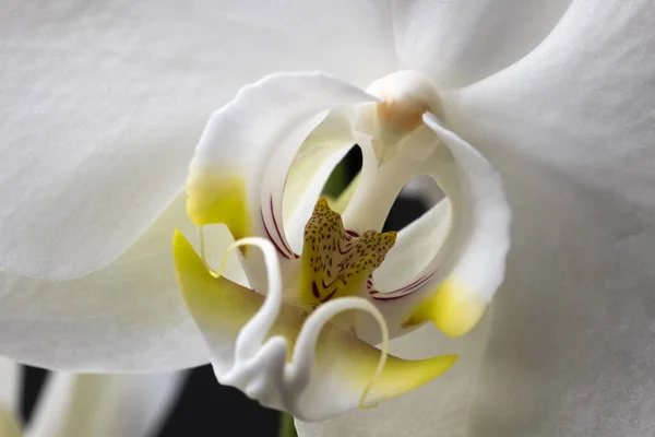 Macro tiro de uma flor de orquídea branca — Fotografia de Stock